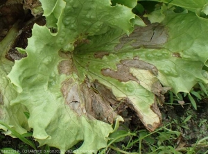 On this leaf the numerous large lesions cover almost the entire leaf blade.  The altered tissues are necrotic, except in the periphery where they are still moist and dark.  <i><b>Rhizoctonia solani</i></b> (Leaf Rhizoctonia - web-blight)