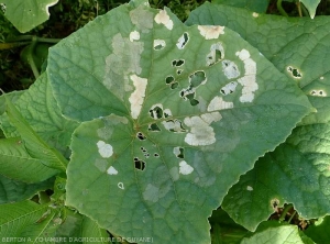 Many rather extensive lesions are visible on this cucumber leaf.  They are first moist, then livid, and take on a light beige color as they become necrotic.  Locally, the decomposed leaf blade has fallen giving it a partially riddled appearance.  (<i><b>Rhizoctinia solani</i></b>) (Leaf Rhizoctonia - web-blight)