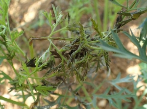 Leaf and petiolar rots on carrot.. <i><b>Rhizoctonia solani</b></i> (Leaf Rhizoctonia - web-blight)