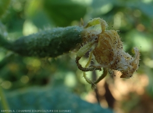 <i><b>Choanephora cucurbitarum</b></i> has rotted the remains of the floral parts of this young cucumber fruit on which it sporulates profusely.  (Choanephora rot, cucurbit flower blight)