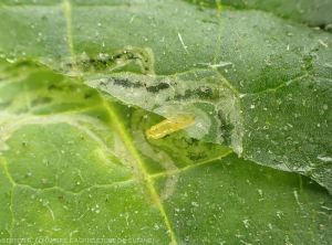 Larva extracted from its mine in a cucumber leaf