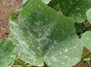 Numerous highly sporulated white spots of powdery mildew on the upper surface of a pumpkin leaf.  <i><b>Podosphaera xanthii</b></i> or <i><b>Golovinomyces cichoracearum</b></i>.