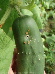 Perforation of a cucumber fruit caused by a larva of <i><b>Diaphania nitidatis</i></b>.  (cucumber moth)