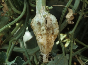 The neck of this melon stalk is excessively swollen and its root system is greatly reduced.  (<b>phytotoxicity</b>)