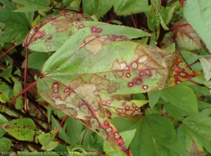 This leaf of Guinea red sorrel (<i><b>Hibiscus sabdariffa</i></b>) shows numerous necrotic lesions of varying extents.  Some, beigeish in color, are surrounded by a wine-colored halo.  (<i><b>Rizoctonia solani</i></b>)
	