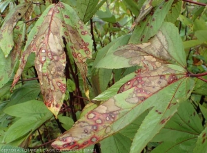 These two leaves of Guinea red sorrel (<i><b>Hibiscus sabdariffa</i></b>) are covered with more or less extensive necrotic lesions.  Several of them show a beigeish tint and are surrounded by a wine-colored halo.  (<i><b>Rizoctonia solani</i></b>)