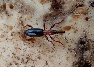 Adult of <i><b>Cylas formicarius</b></i>, Size = 6-7 mm long