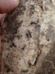 Many adult weevils on this bitten sweet potato