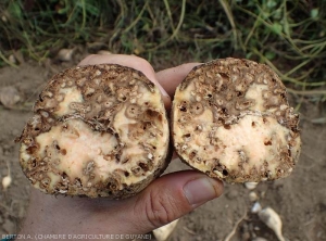 Galleries caused by <i><b>Cylas formicarius</i></b> in a sweet potato tuber.