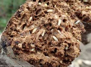 This completely rotten tuber harbors numerous sweet potato weevil larvae.