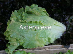 Asteracees
