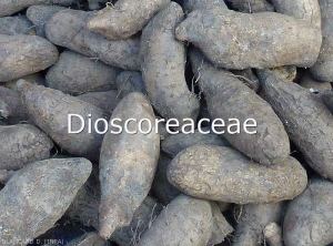 Dioscoreacées
