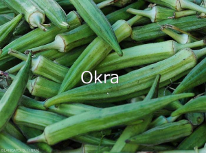 Okra