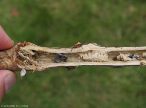 A longitudinal section in a lesion shows the total degradation of the internal tissues, and the presence of mycelium and large black sclerotia.  (<i><b>Sclerotinia sclerotiorum</i></b>)