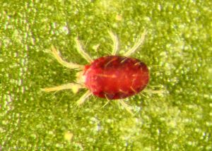 Adult spider mite