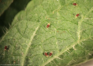 Red spider mites