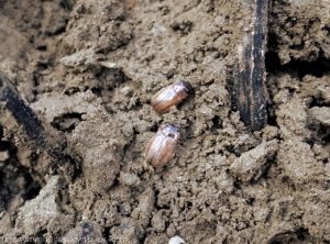 Rose Beetle <b><i>Adoretus versutus</b></i> adult.