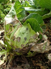 Example of "Leaf Rhizoctonia" syndrome on cabbage.  (<i><b>Rhizoctonia solani</i></b>) (web-blight)