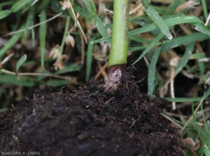 Detail of a brown canker and lighter in its center, rather dry and well defined, encircling the lower part of the stem with a foot of pepper.  <i><b<Rhizoctonia solani</i></b>