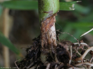 The tissues of the cortex of the canker lesion located at the collar of this pepper plant are dark brown and have partly decomposed.  The vascular tissues are now visible.  <i><b>Rhizoctonia solani</i></b>