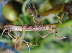 Brown necrotic lesions on the base of the stem of a potato stalk. <i><b>Rhizoctonia solani</i></b> (rhizoctonia brown)