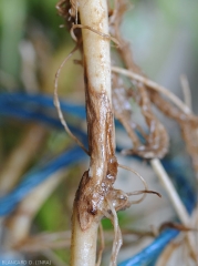Detail of brown necrotic lesions located at the base of the stem of a potato plant.  <i><b>Rhizoctonia solani</i></b> (rhizoctonia brown)