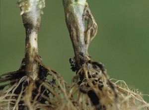 A brownish canker, rather dry and well defined, surrounds the base of these tomato plants.  <i><b>Rhizoctonia solani</b></i>