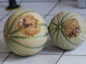 bserve, on the part of these melon in contact with the ground, large irregular lesions, more or less superficially tawny to brown, and presenting small bursts.  <i><b>Rhizoctonia solani</b></i>