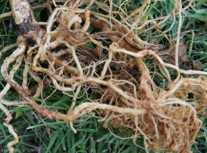 This melon plant shows an altered root system;  many roots are brown, some show a more or less rotten cortex.  <i><b>Rhizoctonia solani</b></i>