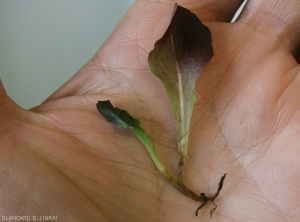 This young plant, attacked early by <i><b>Rhizoctonia solani</b></i>, shows a rotten collar and root system.  The altered tissues are dark brown in color.  Note that the rot spreads to the base of the main vein of the two young leaves.