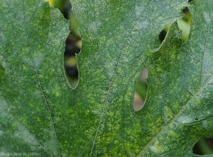 Tetranyques-Courgette2