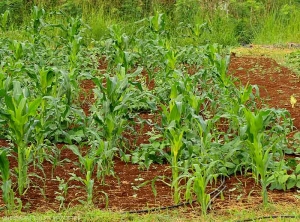 Mixed crops of sweet corn and cowpea.  (Mayotte)