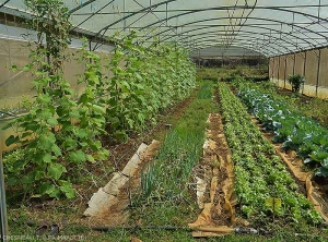 Various vegetable crops grown in soil and under plastic cover, drip irrigated. (Mayotte)