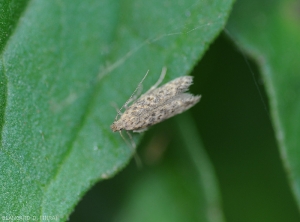 Adult moth of <i><b>Tuta absoluta</b></i> on tomato leaflet.