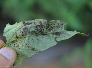 Detail of dense sporulation materializing sooty mold on tomato leaflet.