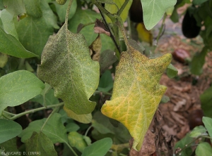 Detail of sooty mold on eggplant leaf.