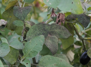 Sooty mold on eggplant leaf.