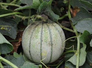 Sooty mold on melon leaves and fruit caused by the proliferation of aphids. 