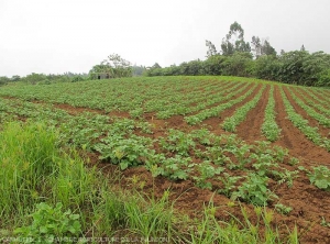 Potatoes are grown in the heights of the island in the southern winter 