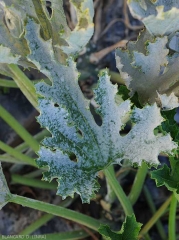 young zucchini leaf covered by white powdery mold.  <i><b>Podosphaera xanthi</b></i> or <b><i>Golovinomyces cichoracearum</i> var.  <i>cichoracearum</i></b> (oidium or white, powdery mildew, white mold)