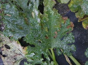 Powdery mildew symptoms on courgette leaf <i><b>Podosphaera xanthi</b></i> or <b><i>Golovinomyces cichoracearum</i> var.  <i>cichoracearum</i></b> (oidium or white, powdery mildew, white mold)