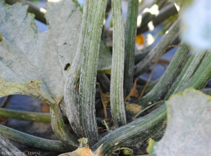 A white powdery mold has also colonized zucchini leaf petioles.  <i><b>Podosphaera xanthi</b></i> or <b><i>Golovinomyces cichoracearum</i> var.  <i>cichoracearum</i></b> (oidium or white, powdery mildew, white mold)