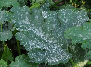 Several white powdery spots have developed on the leaf blade of this <i><b>Podosphaera xanthi</b></i> or <b><i>Golovinomyces cichoracearum</i> var.  <i>cichoracearum</i></b> (oidium or white, powdery mildew, white mold)