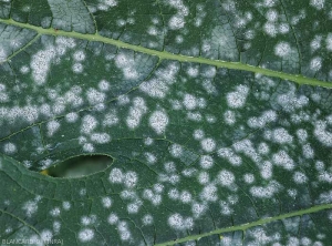 Detail of many young mycelial colonies of <i><b>Podosphaera xanthii</b></i> or <i><b>Golovinomyces cichoracearum</b></i> growing on a courgette leaf.  (oidium)