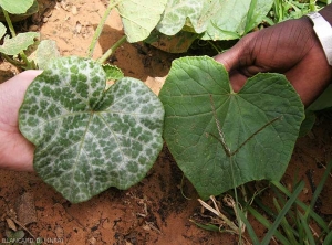  Silvering on squash leaf (left affected leaf, right healthy leaf) 