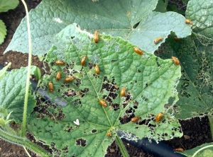 Damage of <i><b>Aulacophora fauveli</b></i> on cucurbits, observe the black border between the apex and the elytra, visible on some individuals.