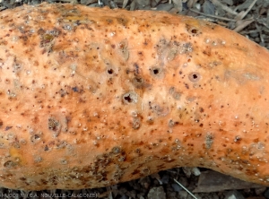 Weevil ( <b><i>C. formicarius</i></b> ) damage in a sweet potato tuber, we clearly observe the difference between the weevil emergence holes and the corresponding smaller diameter holes to "nutritional bites".