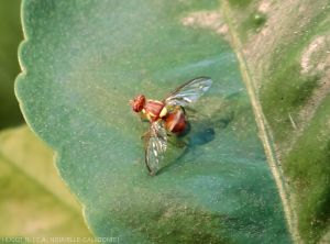 <b><i>Bactrocera tryoni</i></b> adult