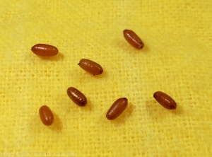 Pupa of <b><i>Batrocera tryoni</b></i>