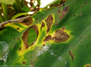The more or less extensive lesions are necrotic, surrounded by a yellow halo, and show circular and concentric patterns.  Note the decomposition of tissue giving way to holes.  <b><i>Phoma</i> spp.</b>